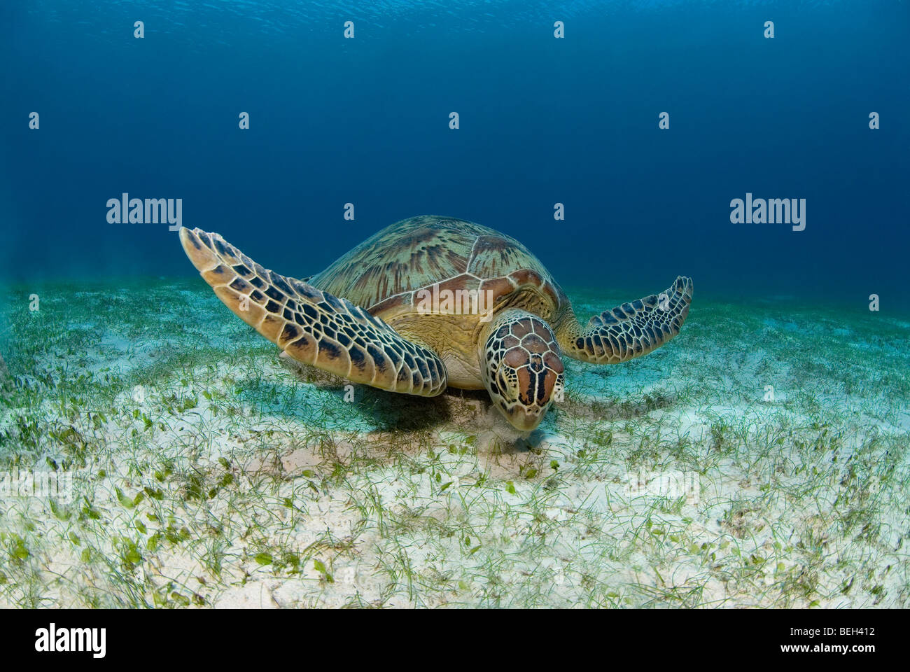 Green Turtle, Chelonia Mydas, Abu Dabab, Rotes Meer, Ägypten Stockfoto