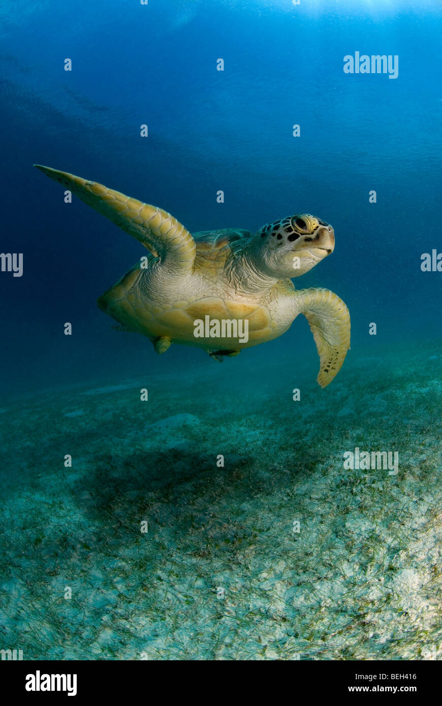 Green Turtle, Chelonia Mydas, Abu Dabab, Rotes Meer, Ägypten Stockfoto