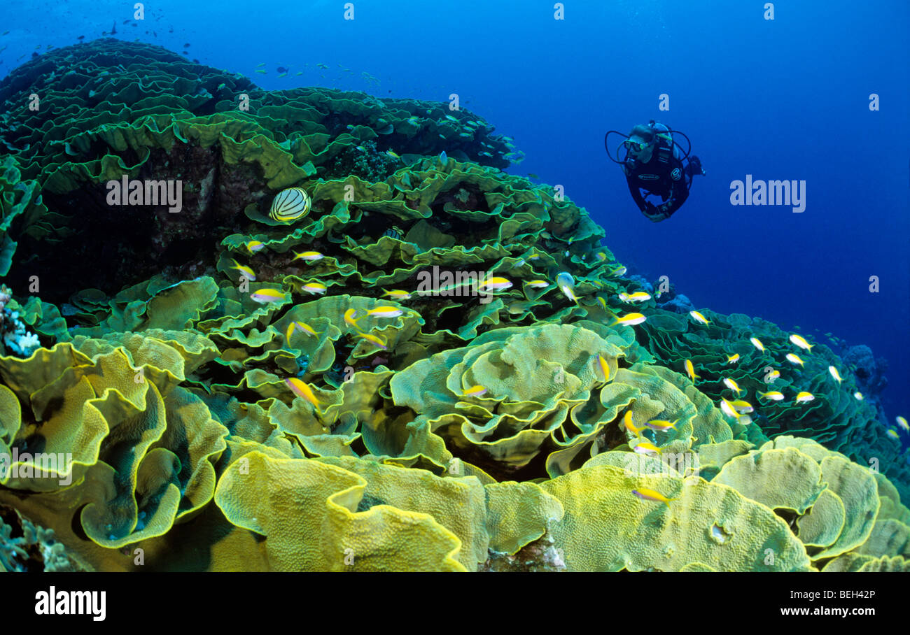 Kohl-Korallen und Taucher, Turbinaria Reniformis, Cocos-Keeling-Inseln, Australien Stockfoto