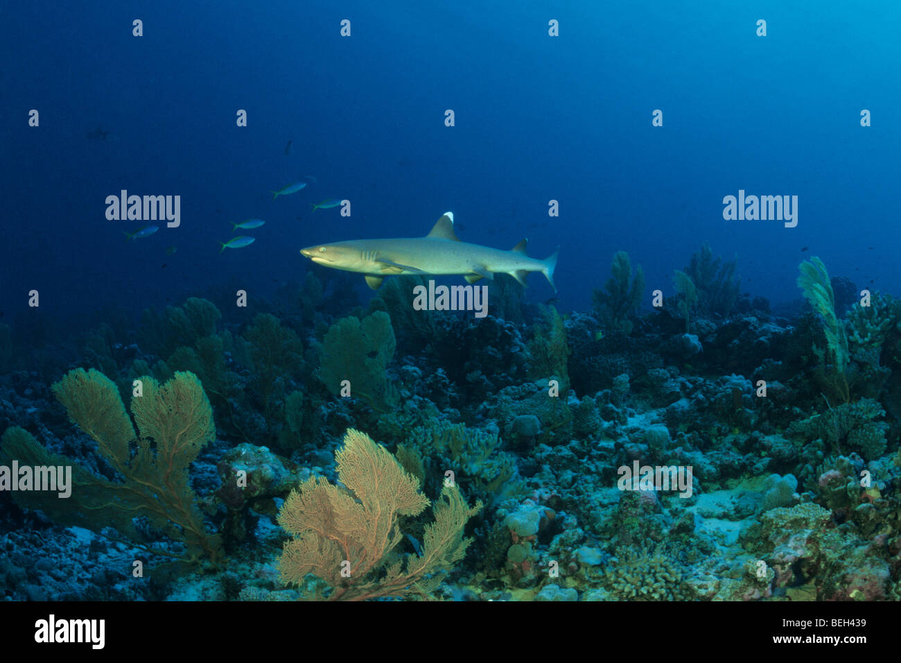 Weißspitzen-Riffhaie über Riff, Triaenodon Obesus, Cocos-Keeling-Inseln, Australien Stockfoto