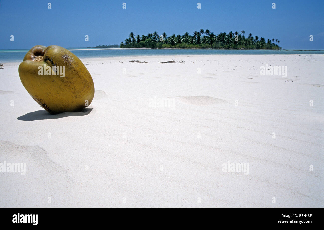 Kokosnuss am Strand, Cocos-Keeling-Inseln, Australien Stockfoto