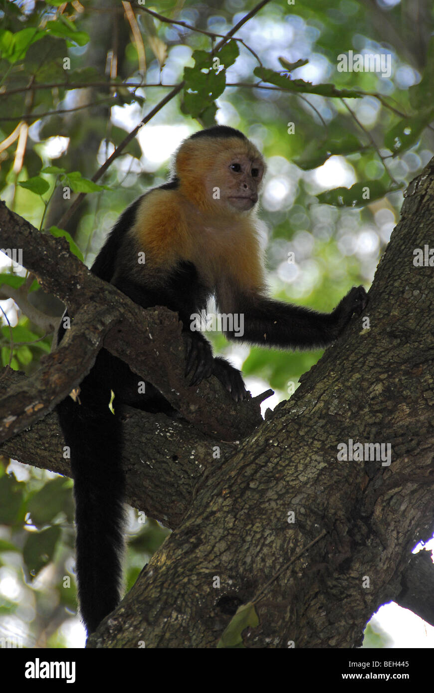Gescheckte Capuchin, Cebus Capucinus, Playas del Coco, Costa Rica Stockfoto