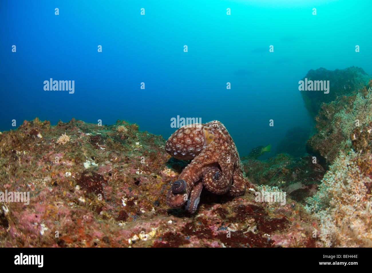 Tag Ocptous, Octopus Cyanea, Playas del Coco, Costa Rica Stockfoto