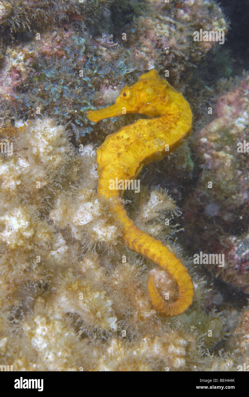 Gelbe Seepferdchen, Hippocampus Ingens, Playas del Coco, Costa Rica Stockfoto
