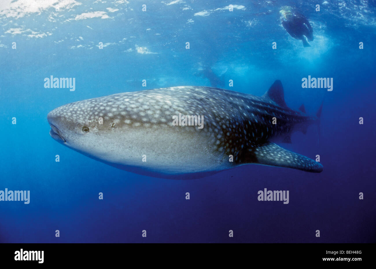 Whale Shark, Rhincodon Typus, Indischer Ozean, Mosambik Stockfoto