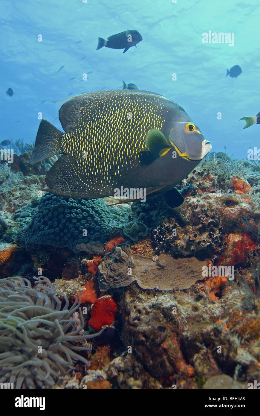 Franzosen-Kaiserfisch im Korallenriff, Pomacanthus Paru, Cozumel, Karibik, Mexiko Stockfoto