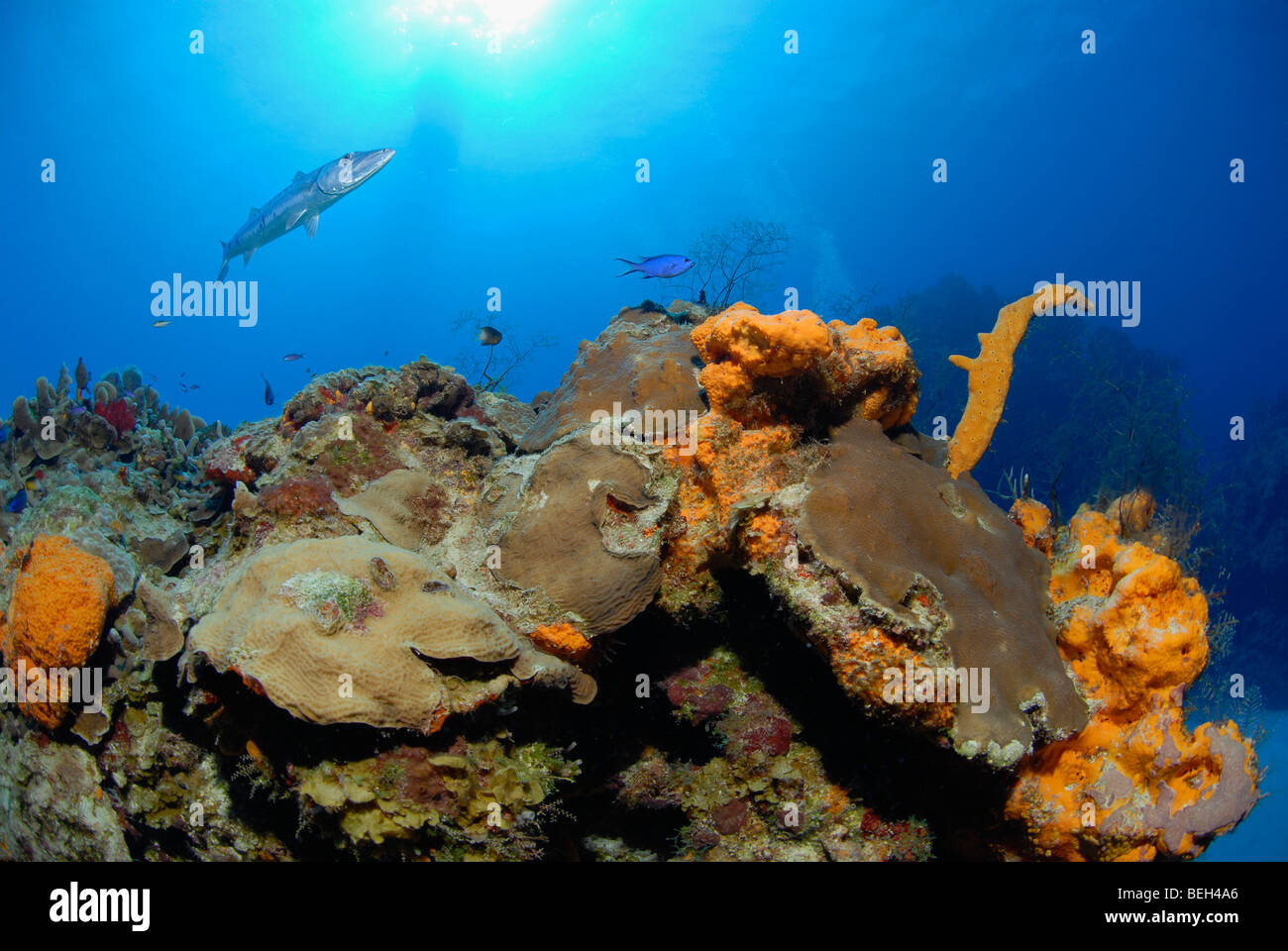 Karibische Korallenriff, Cozumel, Karibik, Mexiko Stockfoto