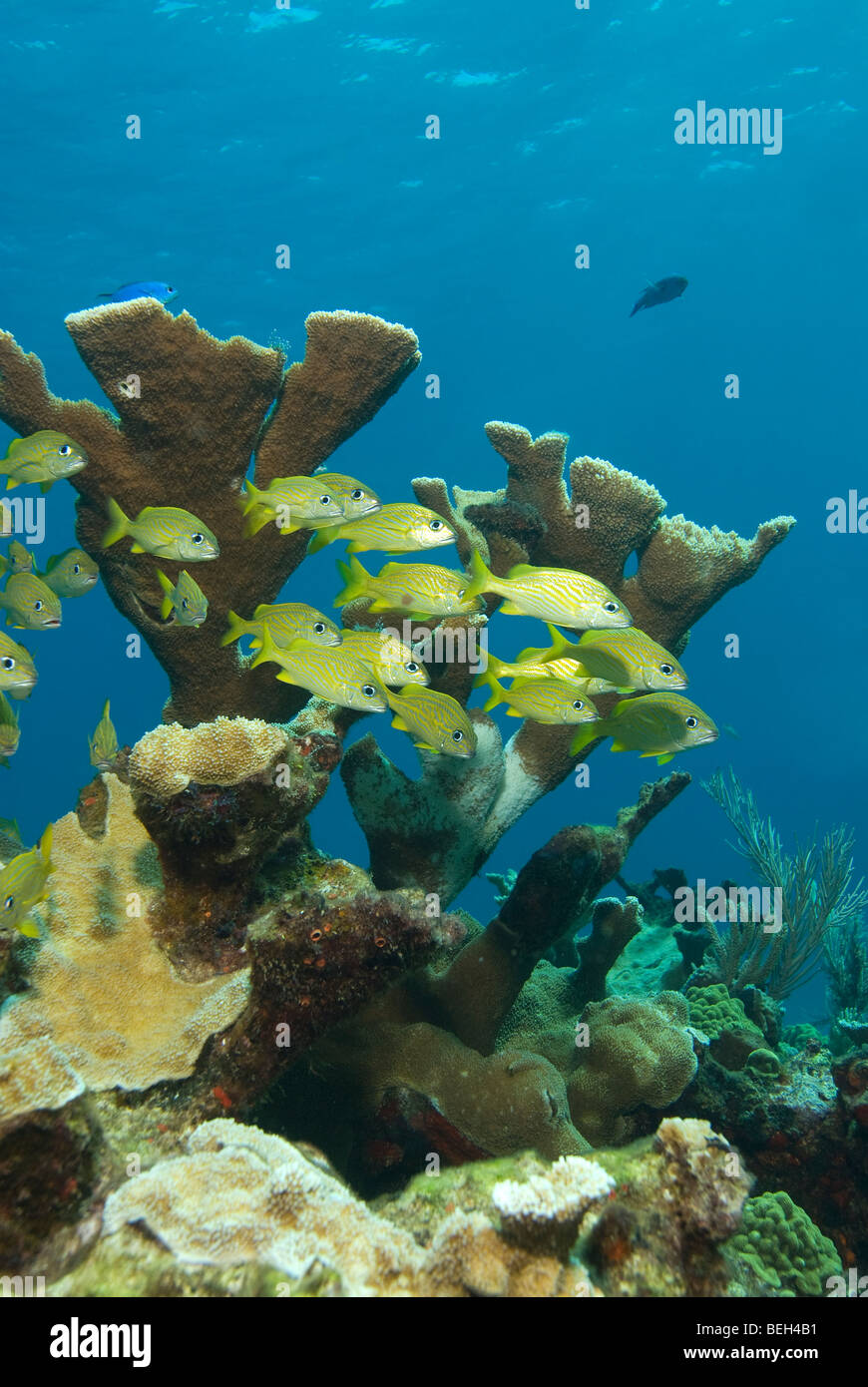 Riff mit Französisch Grunzen, Haemulon Flavolineatum, Isla Mujeres, Halbinsel Yucatan, Karibik, Mexiko Stockfoto