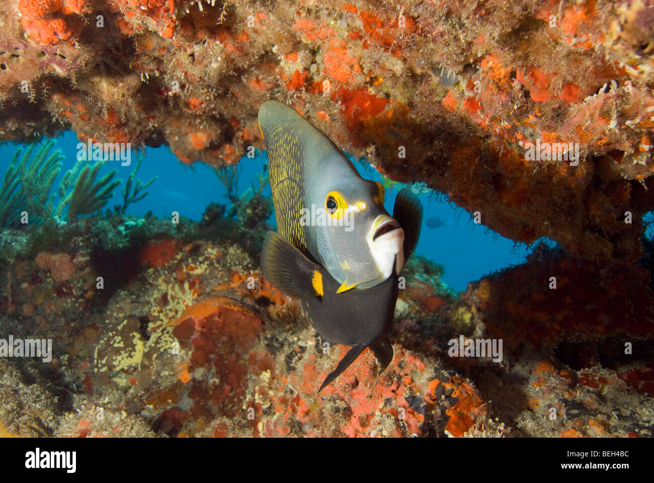 Franzosen-Kaiserfisch im Korallenriff, Pomacanthus Paru, Isla Mujeres, Halbinsel Yucatan, Karibik, Mexiko Stockfoto
