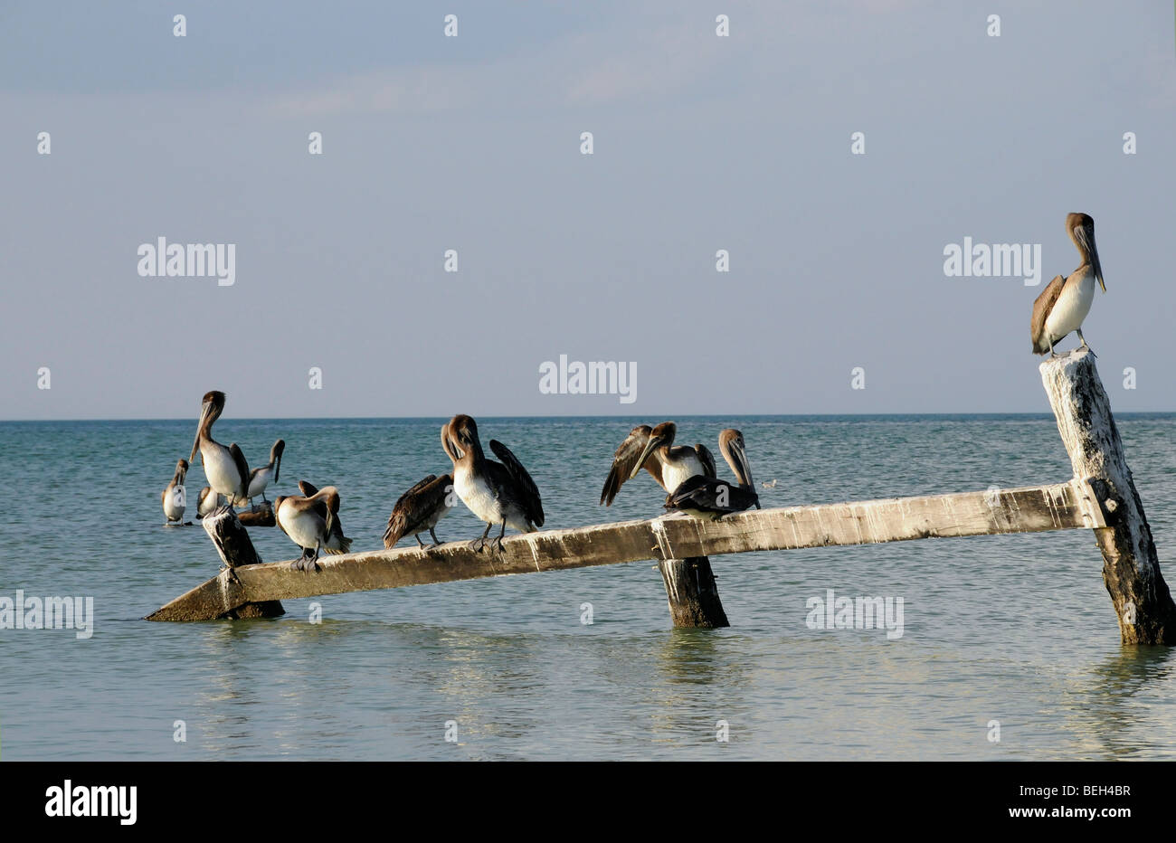 Pelikane, Pelecanus SP., Insel Holbox, Halbinsel Yucatan, Karibik, Mexiko Stockfoto