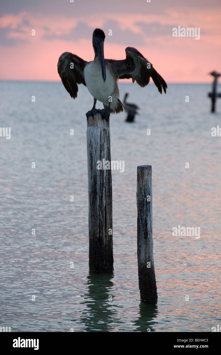 Pelikan auf dem Spiel steht, Pelecanus SP., Insel Holbox, Halbinsel Yucatan, Karibik, Mexiko Stockfoto