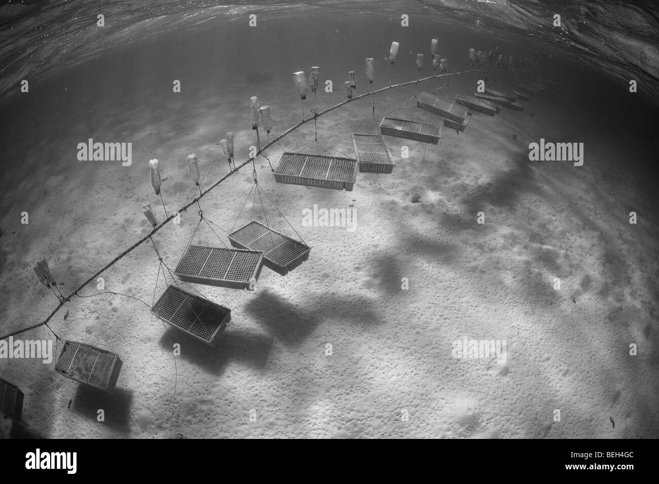 Kultur von Riesenmuscheln, Tridacna Gigas, Aitutaki Atoll, Cook-Inseln Stockfoto