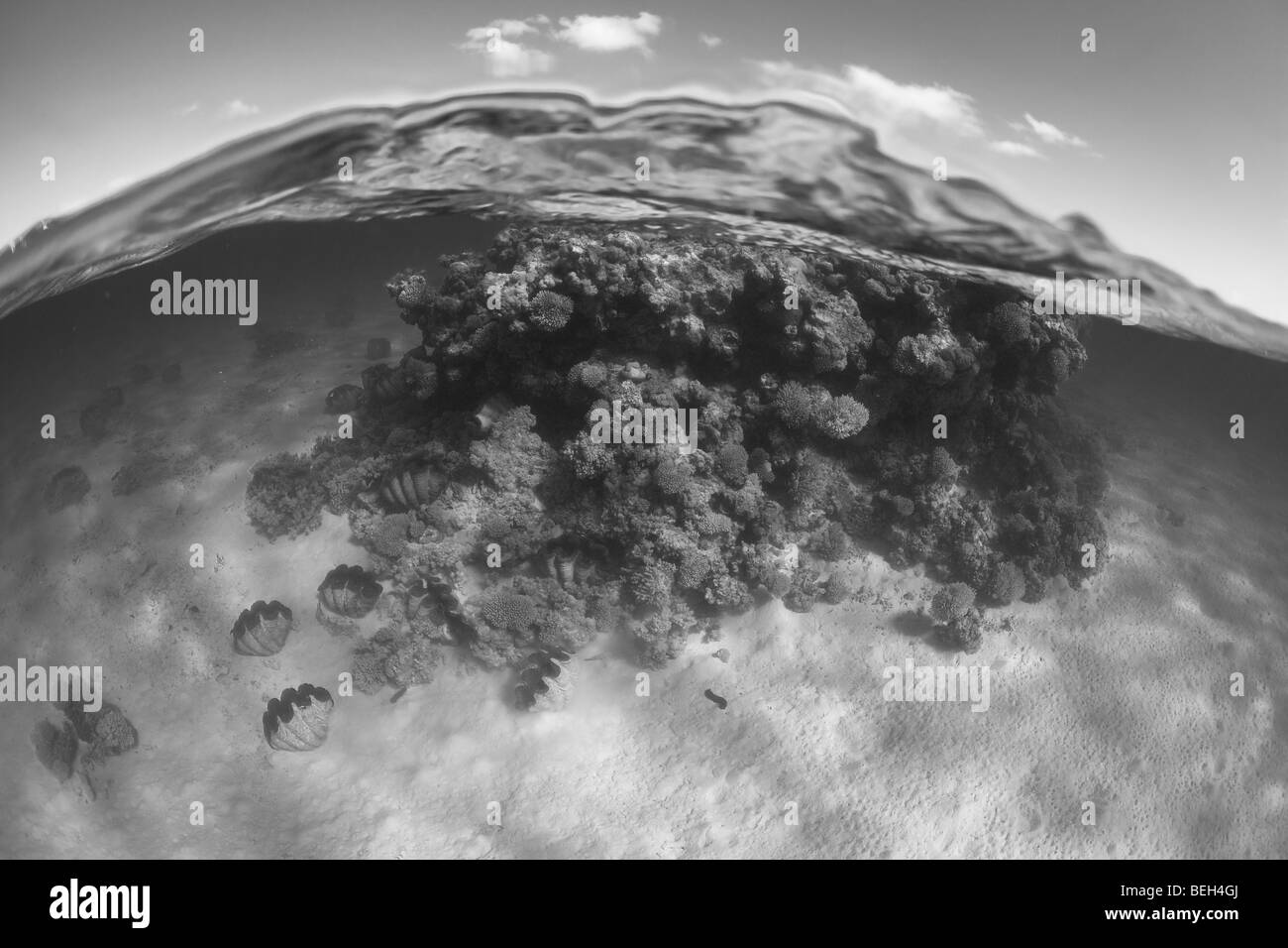 Korallenblock mit Riesenmuscheln in Lagune, Tridacna Gigas, Aitutaki Atoll, Cook-Inseln Stockfoto