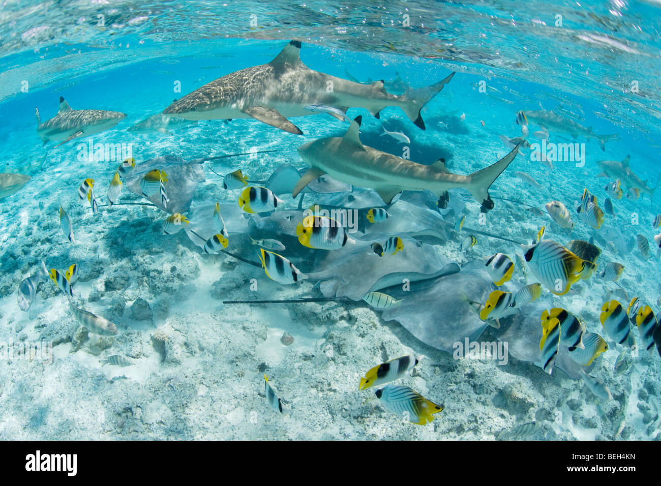 Schwarzspitzen-Riffhaie und südlichen Stingray, Carcharhinus Melanopterus, Bora Bora, Französisch-Polynesien Stockfoto