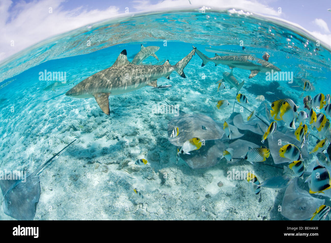 Schwarzspitzen-Riffhaie und südlichen Stingray, Carcharhinus Melanopterus, Bora Bora, Französisch-Polynesien Stockfoto