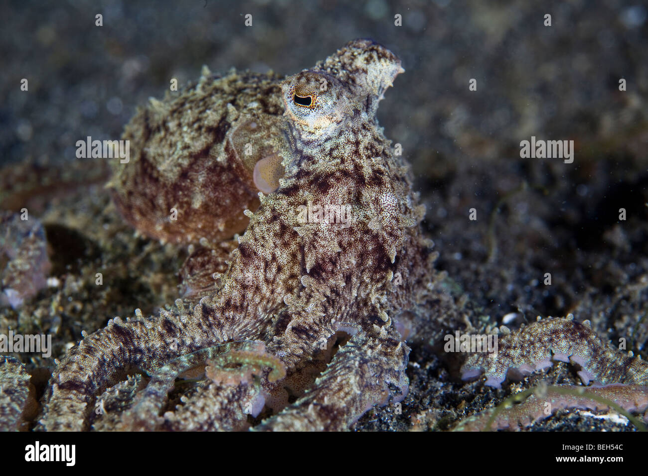 Kleine Kraken Jagd bei Nacht, Octopus SP., Sulawesi, Lembeh Strait, Indonesien Stockfoto