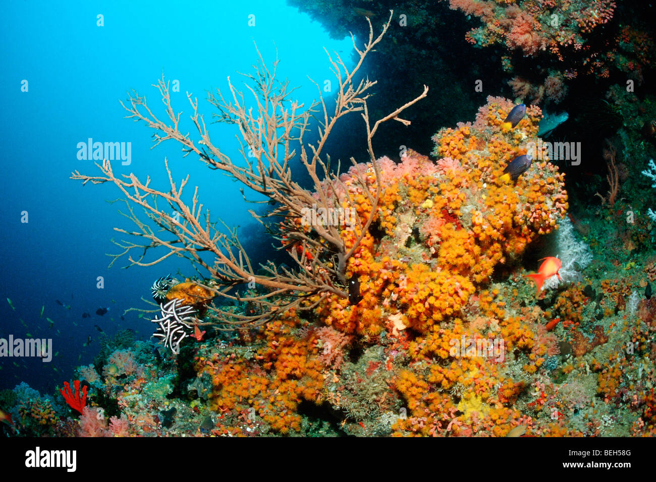 Bunte Korallenriff, Nord Ari Atoll, Malediven Stockfoto