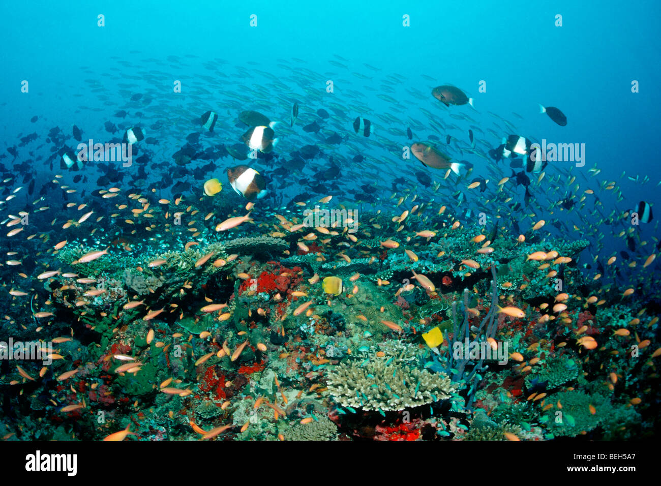 Korallenfische über Coral Reef, Nord Ari Atoll, Malediven Stockfoto