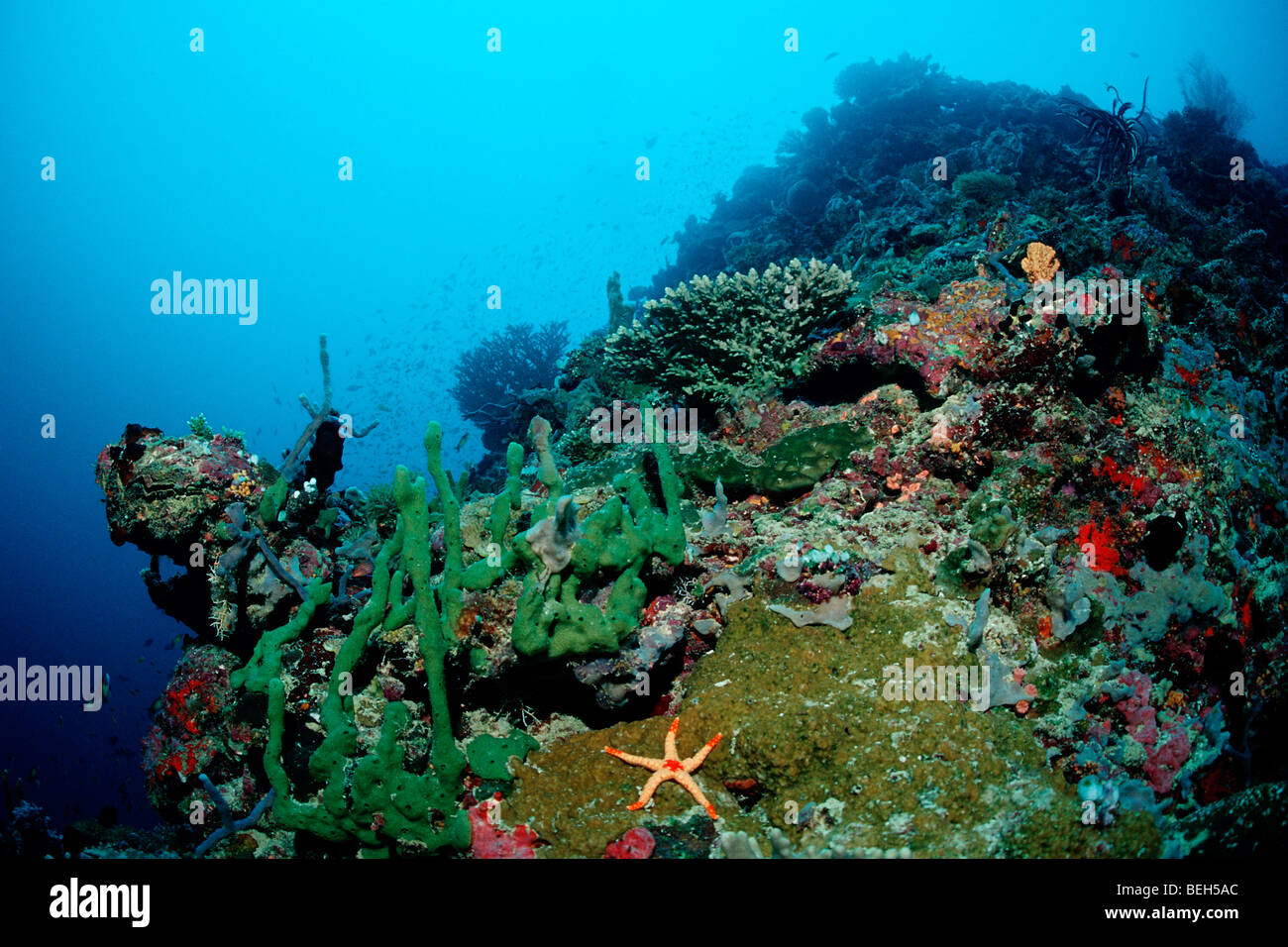 Roten Maische Seestern im Korallenriff, Fromia Monilis, Nord Ari Atoll, Malediven Stockfoto