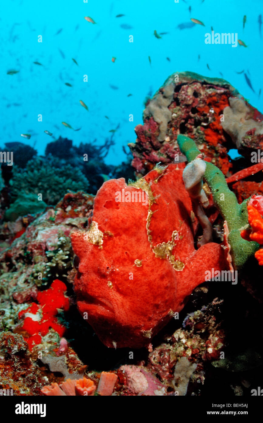 Red Giant Anglerfisch Antennarius Commersonii, Nord Ari Atoll, Malediven Stockfoto