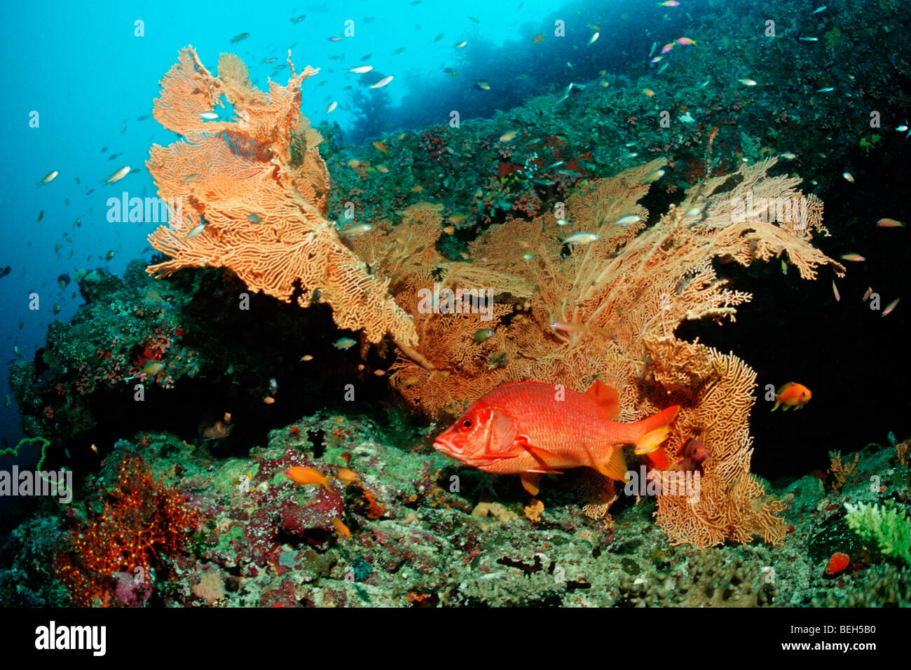 Longjawed Squirrelfish und Seafan, Sargocentron Spiniferum, Kandooma Höhlen, Süd Male Atoll, Malediven Stockfoto