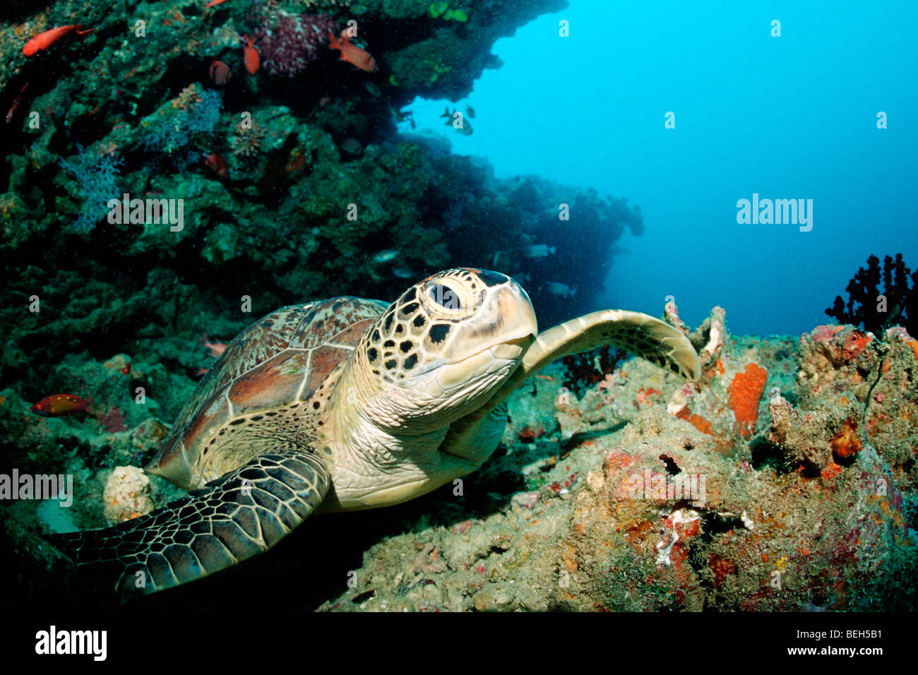 Green Turtle, Chelonia Mydas, Kandooma Höhlen, Süd Male Atoll, Malediven Stockfoto