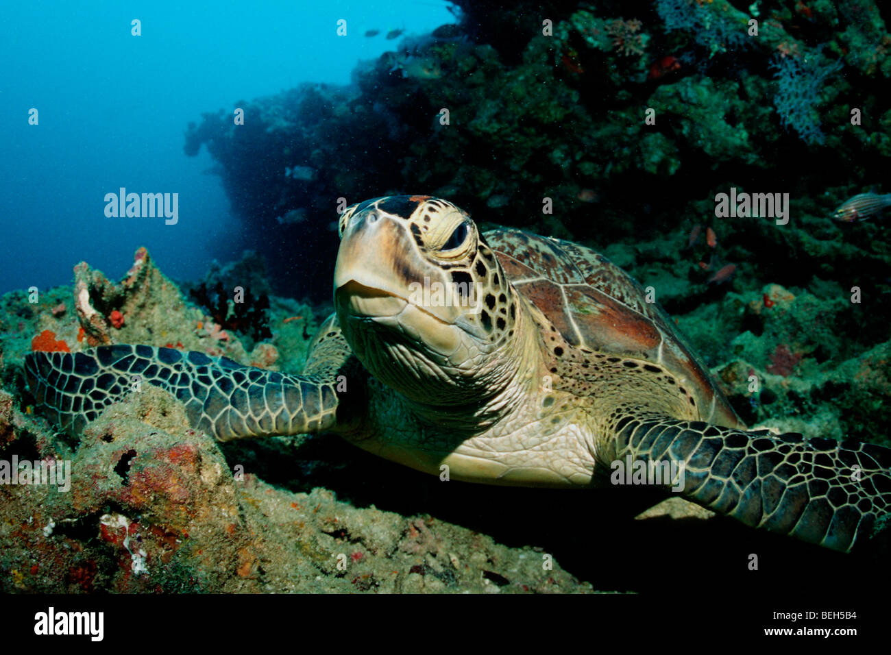 Green Turtle, Chelonia Mydas, Kandooma Höhlen, Süd Male Atoll, Malediven Stockfoto