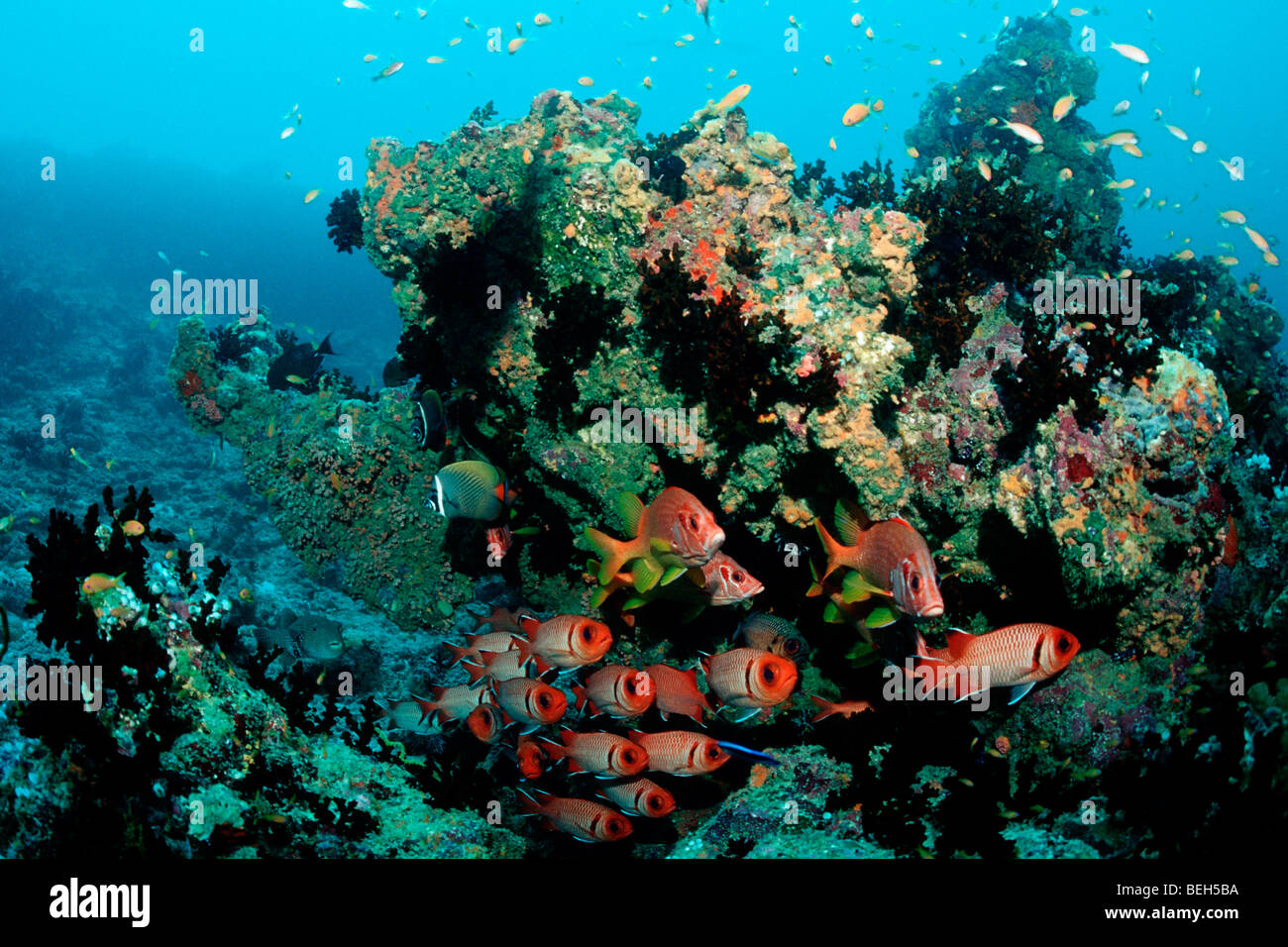 Soldierfishes im Korallenriff, Mypristis spec, Kandooma Höhlen, Süd Male Atoll, Malediven Stockfoto