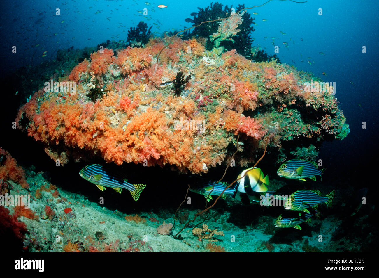 Orientalische Süßlippen in bunte Korallenriff Plectorhichus Vittatus, Kandooma Thila, Süd Male Atoll, Malediven Stockfoto