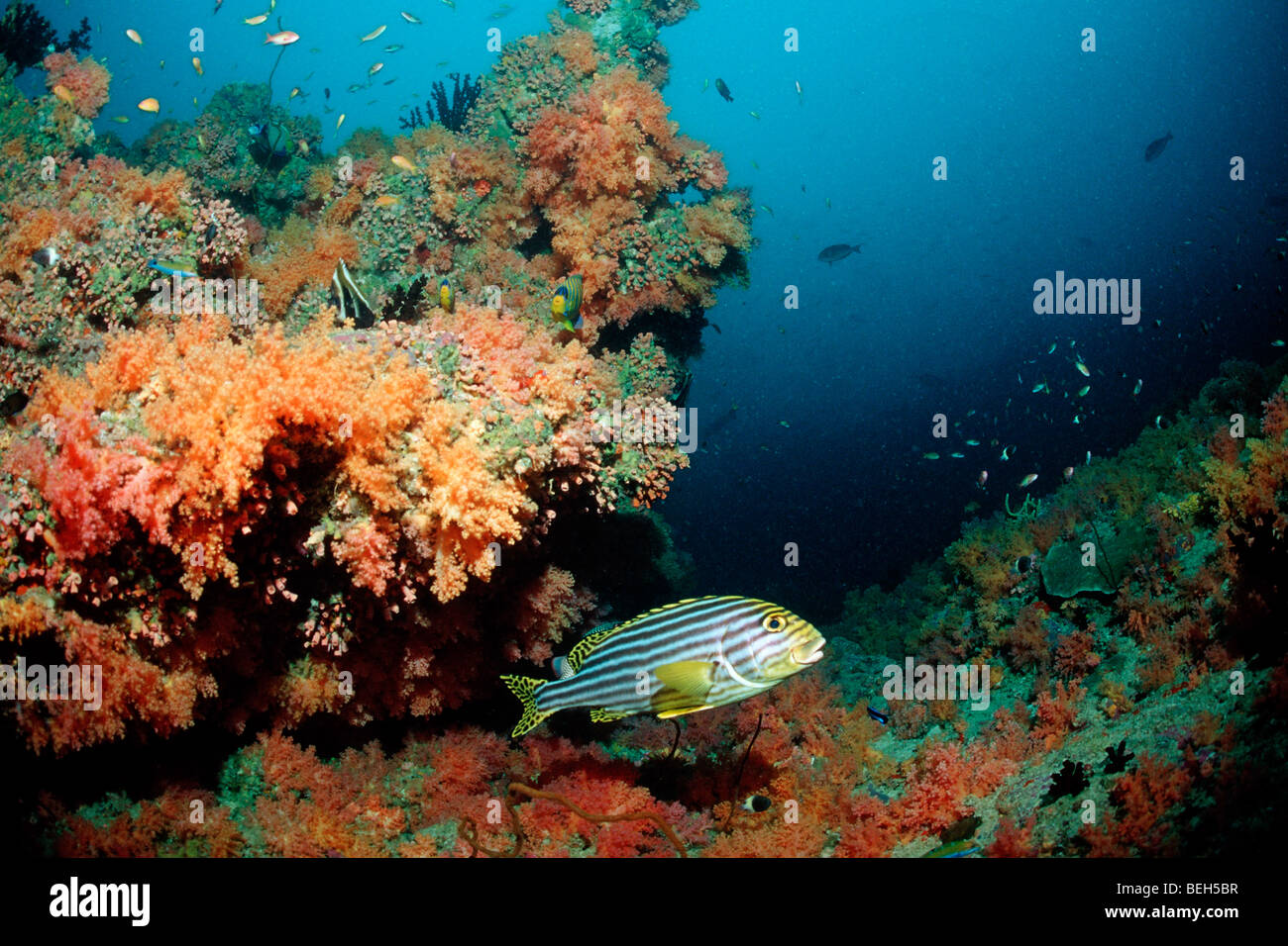 Oriental Süsslippen in bunte Korallenriff Plectorhichus Vittatus, Kandooma Thila, Süd Male Atoll, Malediven Stockfoto