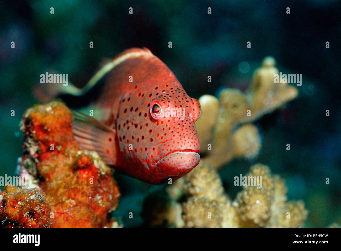 Blackside Hawkfish, Paracirrhites Forsteri, Süd Male Atoll, Malediven Stockfoto