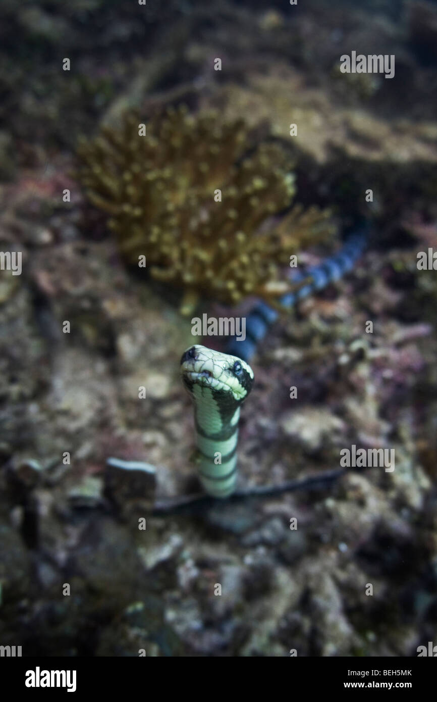 Banded Sea Krait, Laticauda Colubrina, Misool, Raja Ampat, West Papua, Indonesien Stockfoto