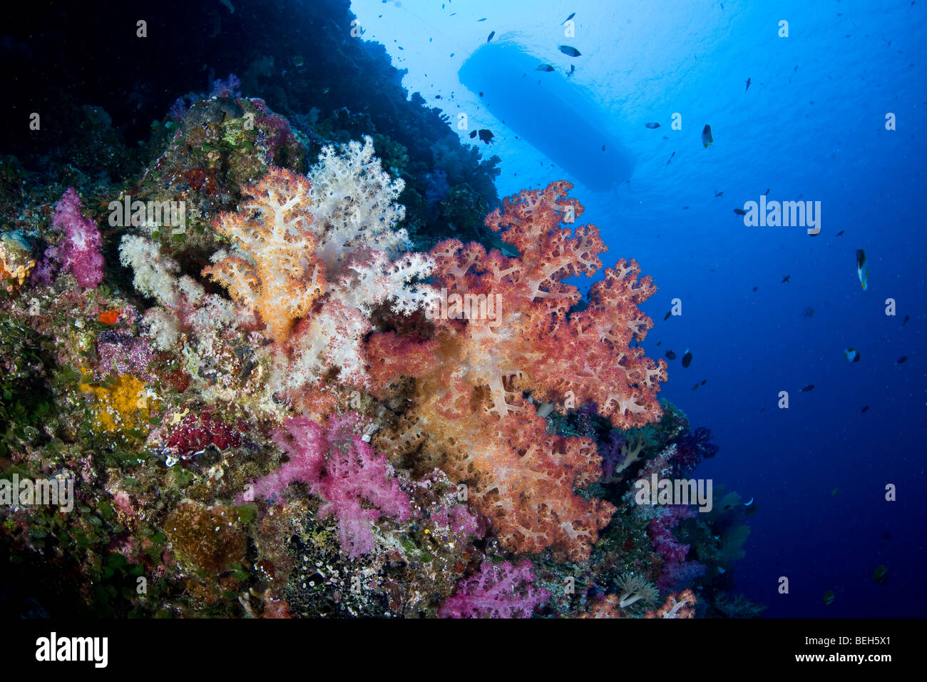 Bunte Weichkorallen, Dendronephthya, Mikronesien, Palau Stockfoto