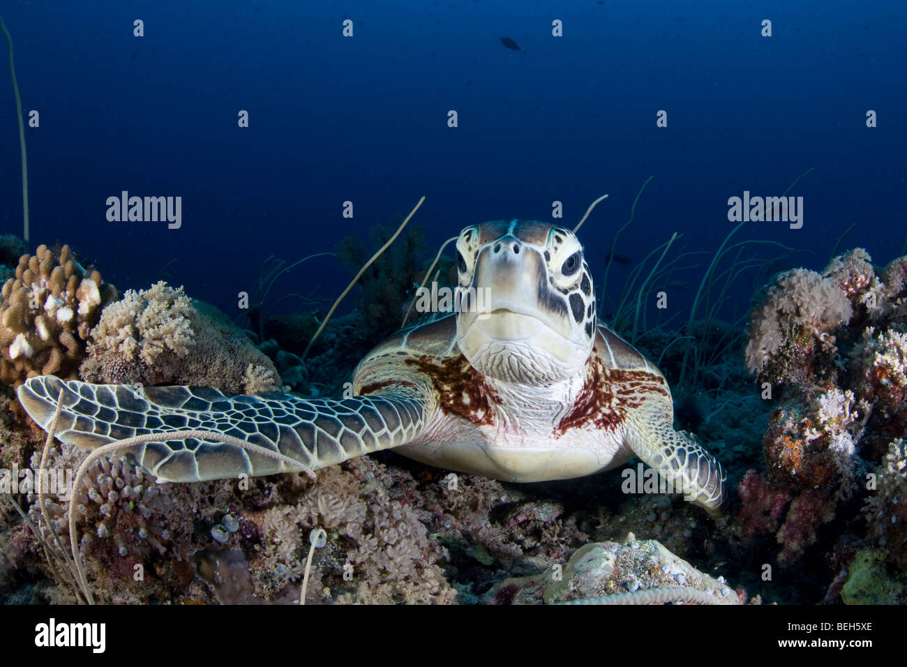 Green Turtle, Chelonia Mydas, Mikronesien, Palau Stockfoto