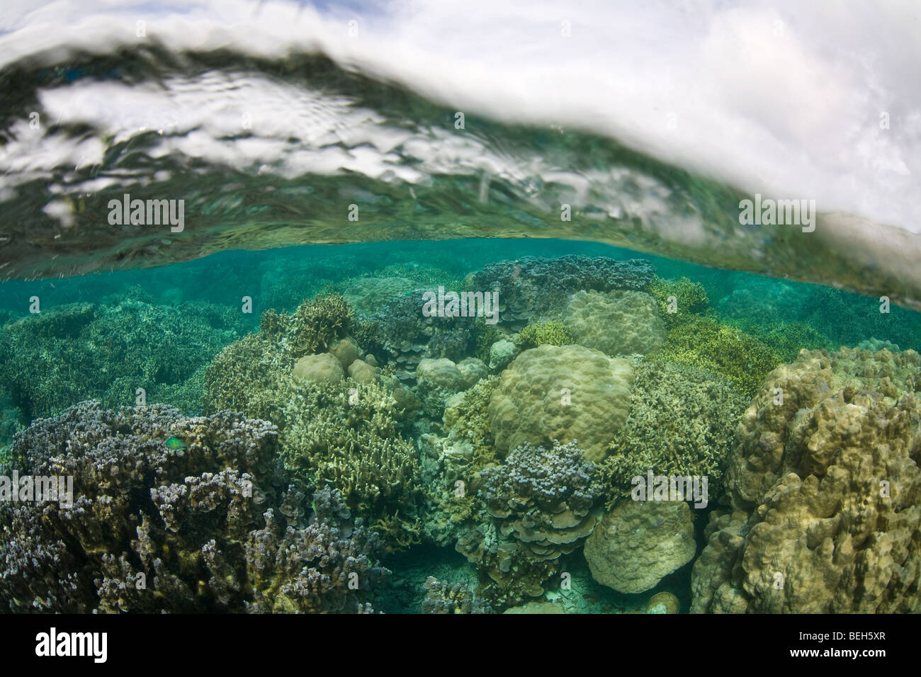 Harten Korallen wachsen in flachen Riff, Mikronesien, Palau Stockfoto