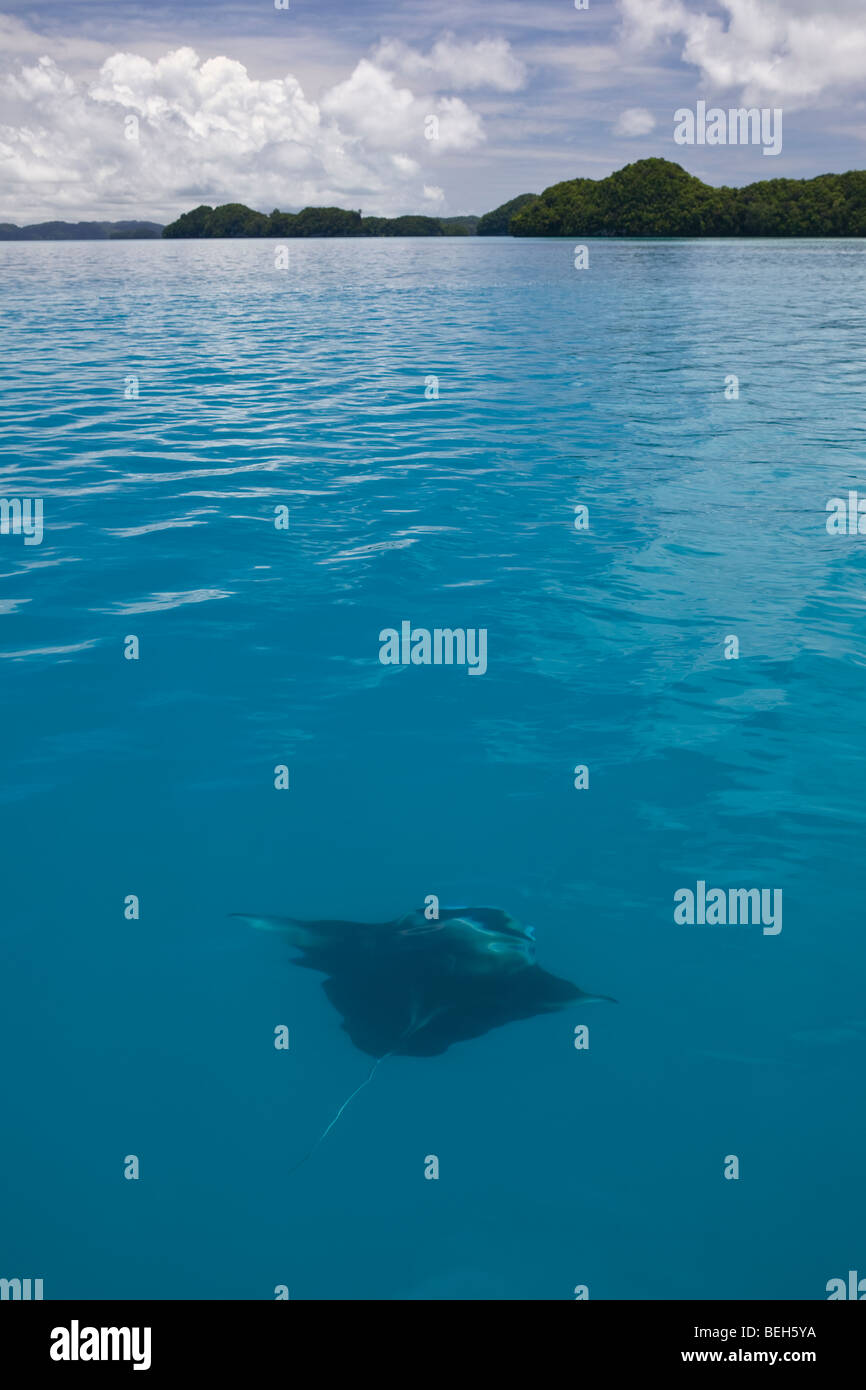 Manta gleitet im flachen Wasser, Manta Birostris, Mikronesien, Palau Stockfoto
