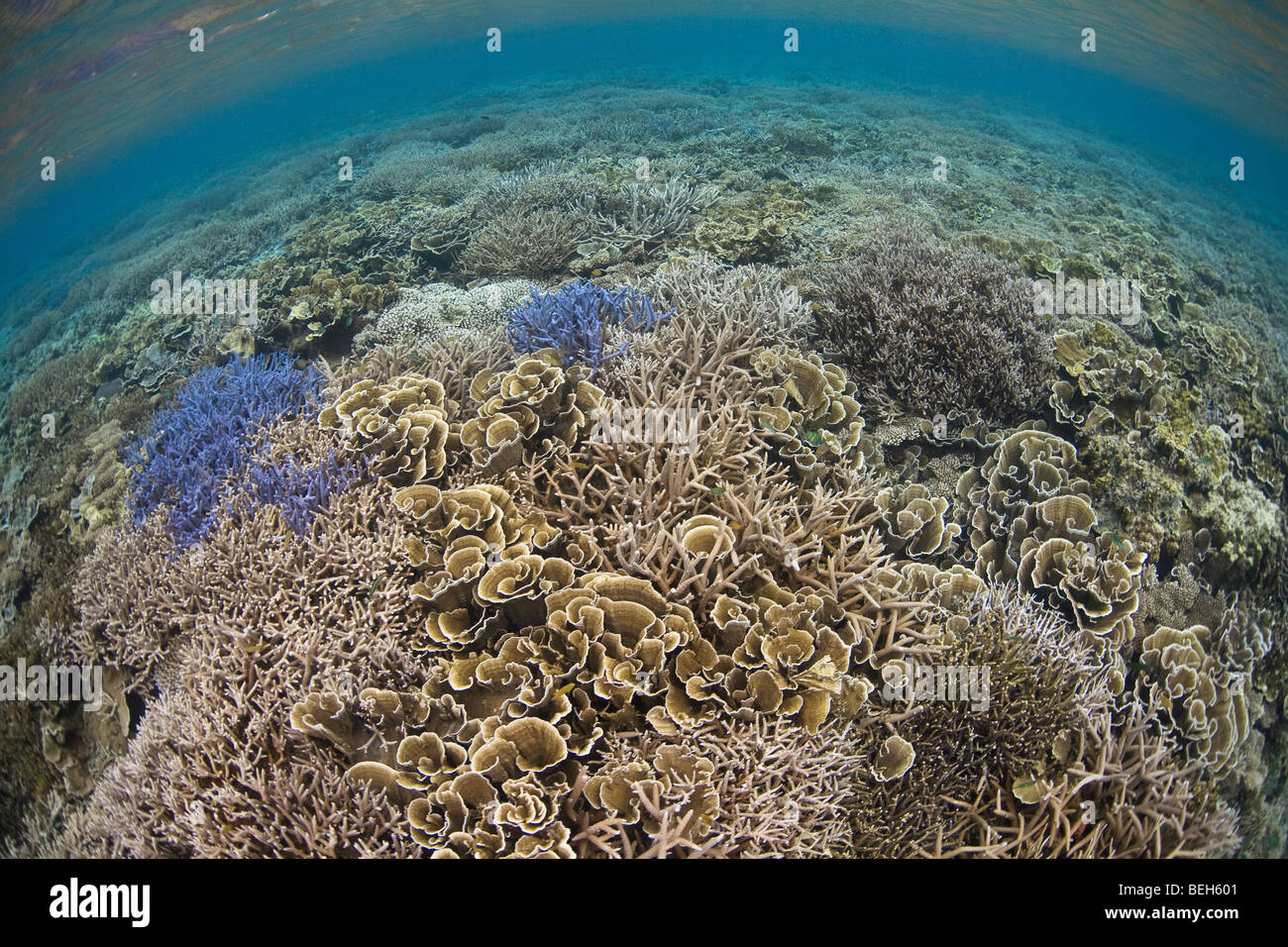 Gesunden Hartkorallen, Mikronesien, Palau Stockfoto