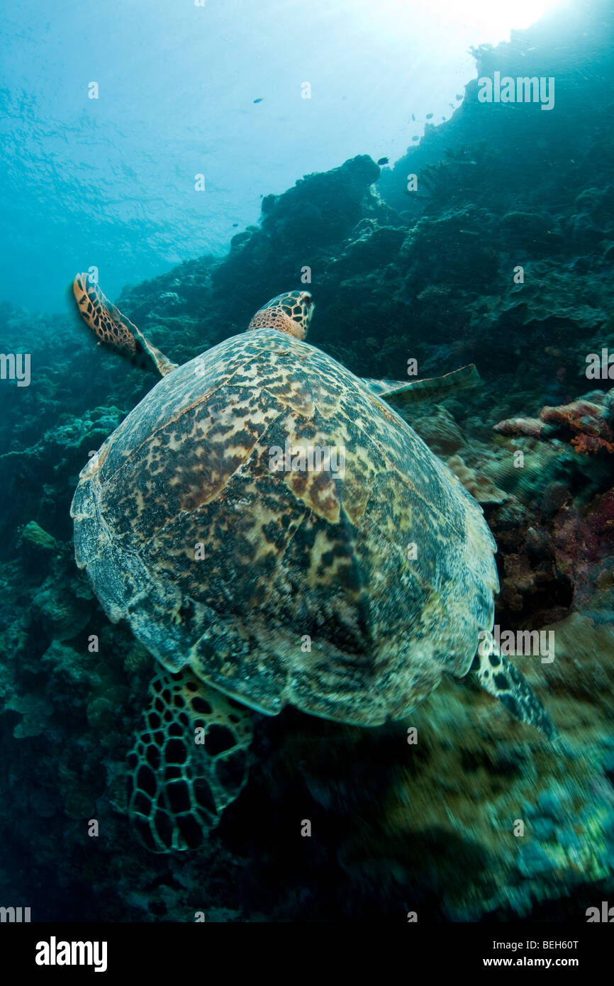 Hawksbill Turtle, Eretmochelys Imbricata, Mikronesien, Palau Stockfoto