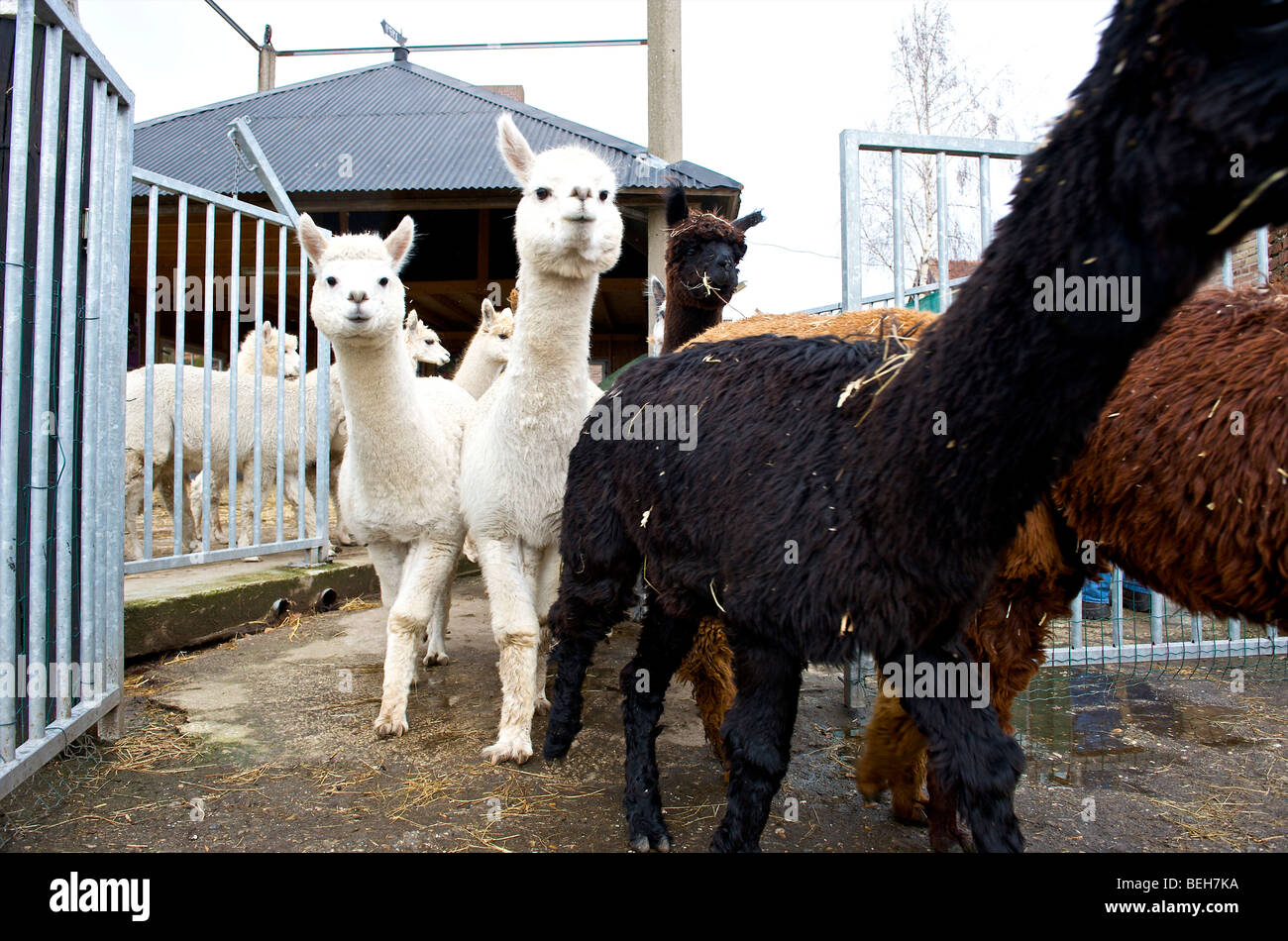 Holland Alpaka farm Stockfotografie Alamy