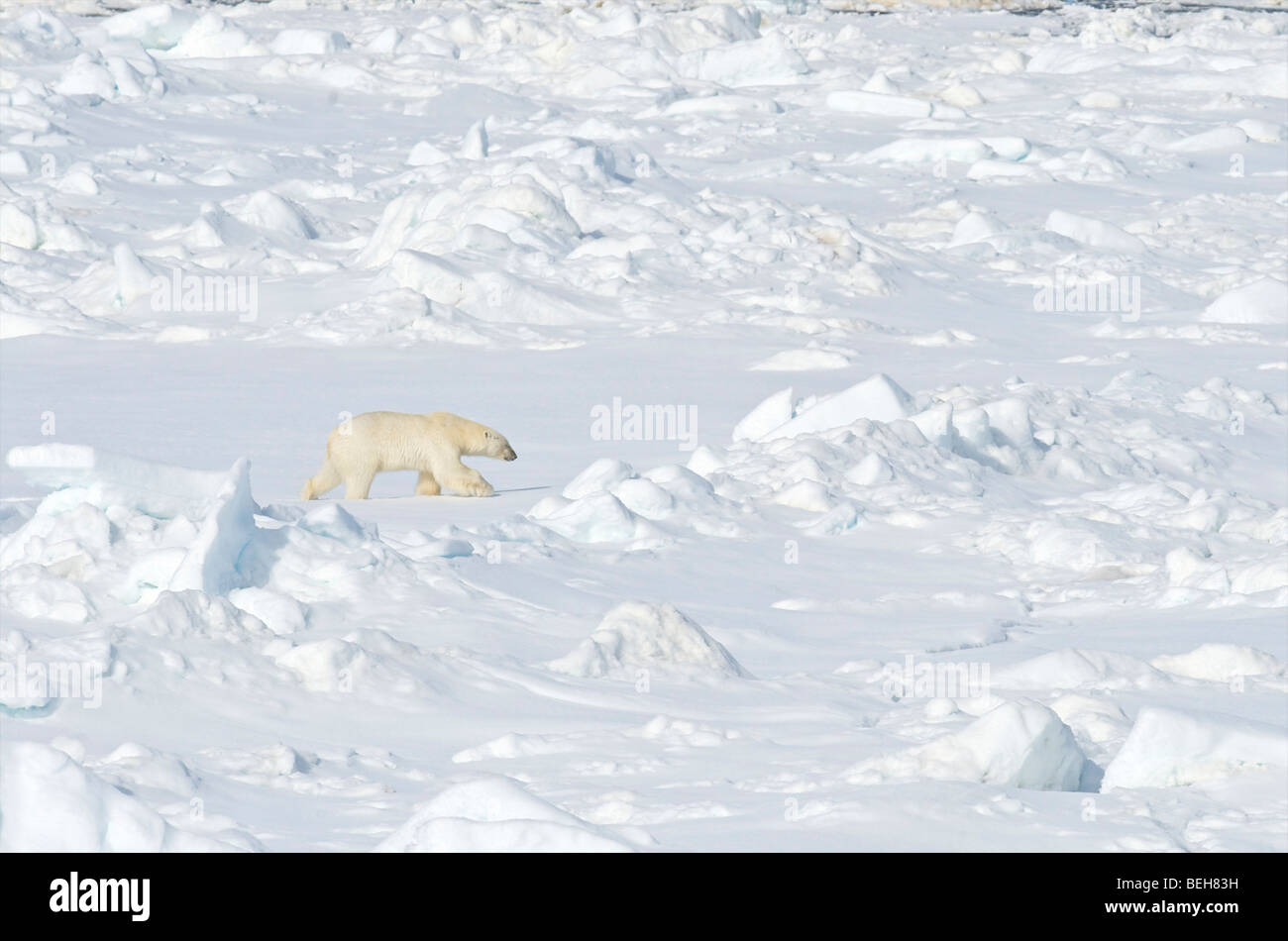 Spitzbergen, Svalbard, Eisbär auf Packeis in der Nähe von 1000 Inseln Stockfoto