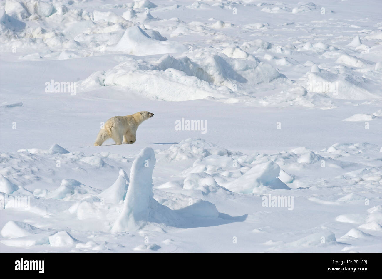 Spitzbergen, Svalbard, Eisbär auf Packeis in der Nähe von 1000 Inseln Stockfoto