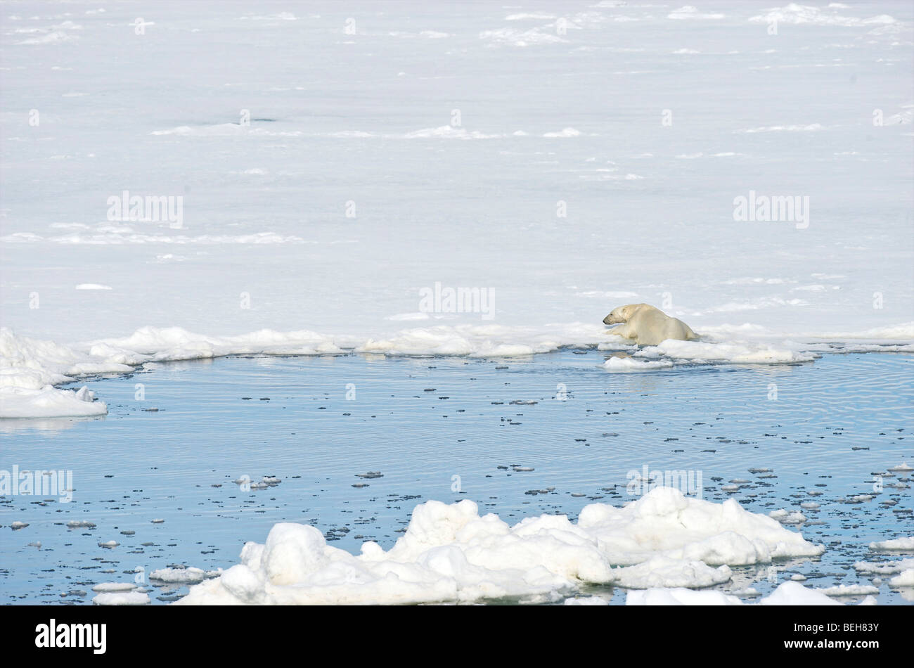 Spitzbergen, Svalbard, Eisbär auf Packeis in der Nähe von 1000 Inseln Stockfoto