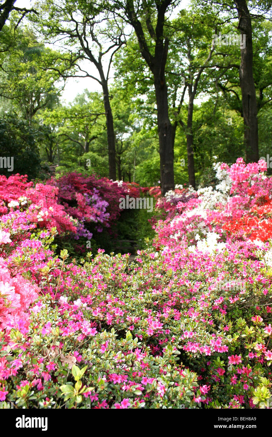 schöne Waldwiese Blumen Stockfoto
