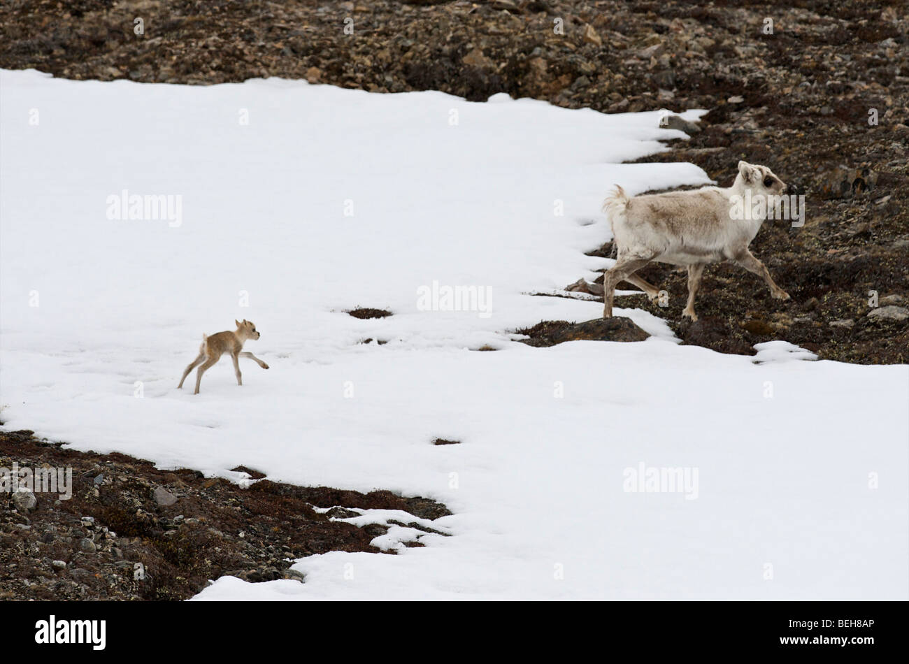 Spitzbergen, Svalbard, Caribou, Mutter und junge Stockfoto