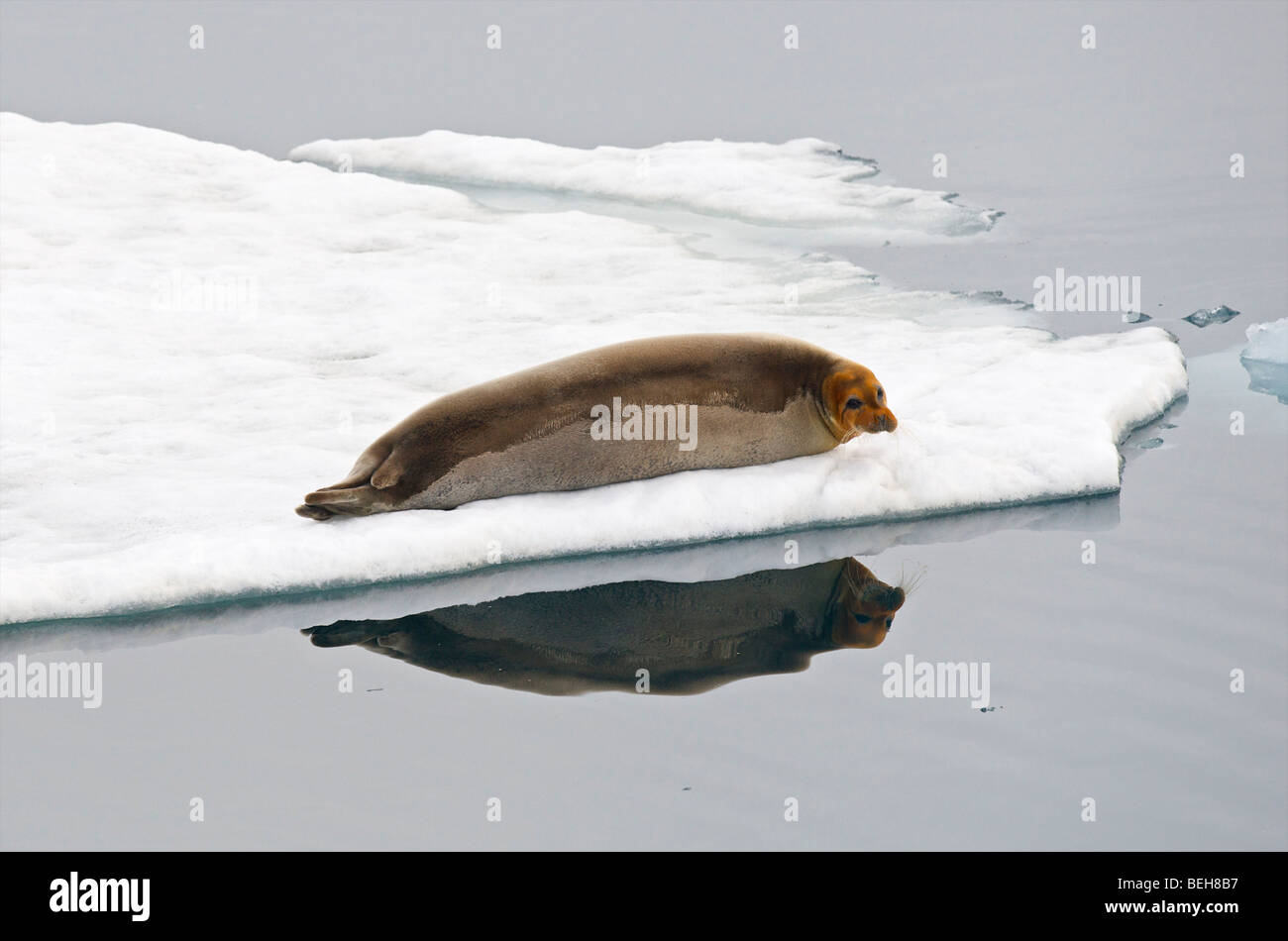 Spitzbergen, Svalbard, bärtigen Dichtung im Lillihookbreen fjord Stockfoto