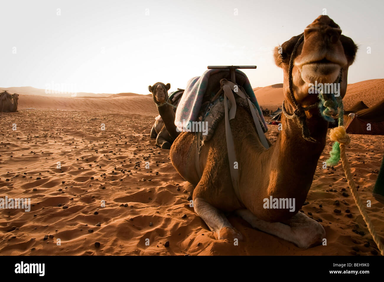 Merzouga, Erg Chebbi, Marokko, Afrika Stockfoto