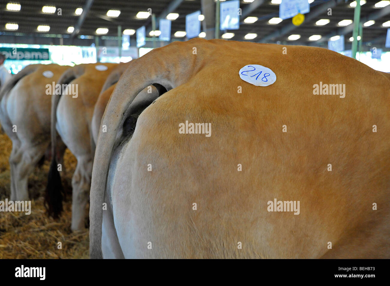 Vieh Vieh auf dem Display auf der Landwirtschaft in Parthenay, Deux-Sèvres, Frankreich. Stockfoto