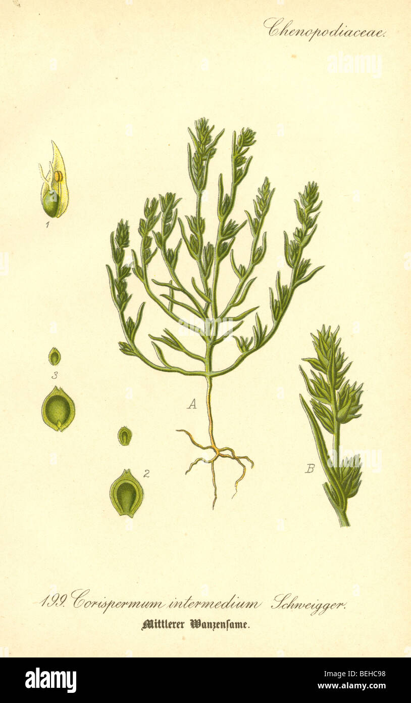 Ca. 1880 s Gravur des Corispermum intermedium Schweigger von Prof. Dr. Thome Flora von Deutschland. Stockfoto