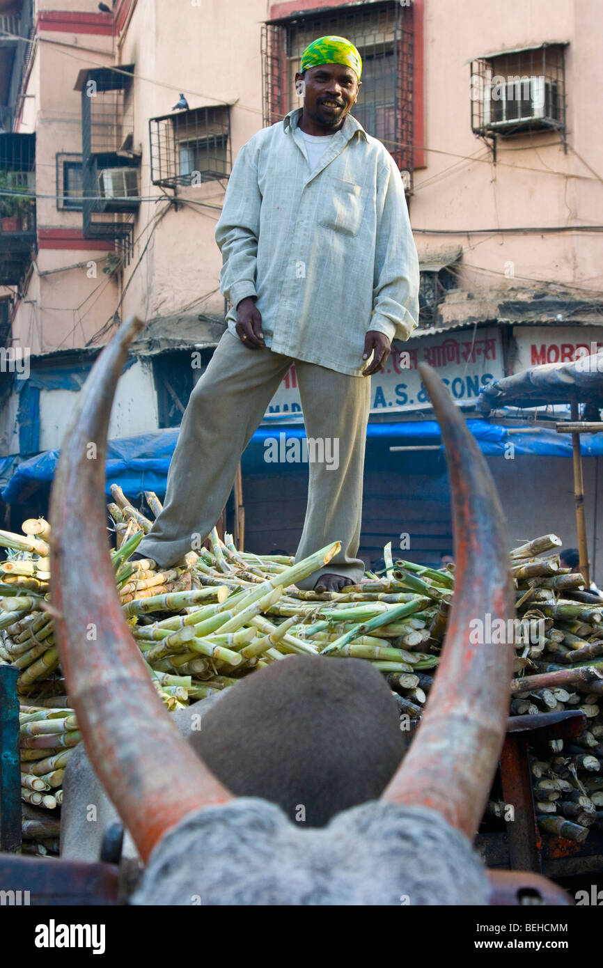 Bull Warenkorb schleppen Zuckerrohr auf den Markt in Mumbai Indien Stockfoto