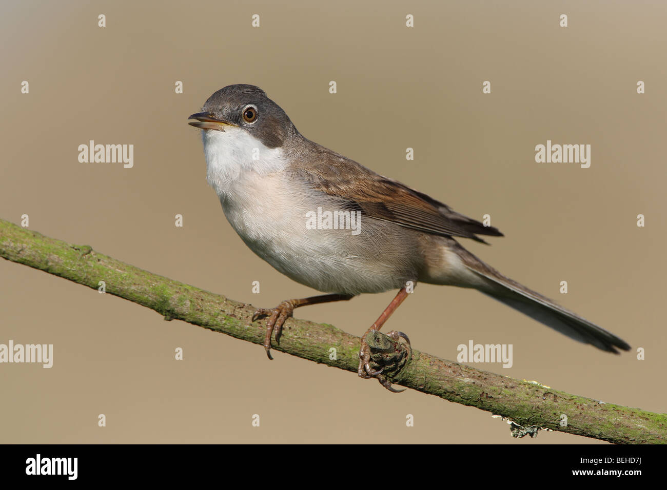 Gemeinsame Whitethroat (Sylvia Communis) thront auf Zweig Stockfoto